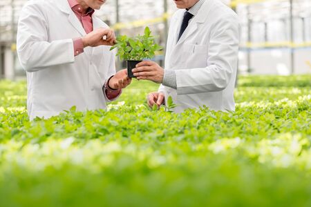 Midsection of male botanists discussing over seedling while standing in plant nurseryの写真素材
