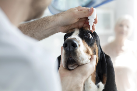Closeup of doctor pouring eyedrops in dog's eye at veterinary clinicの写真素材