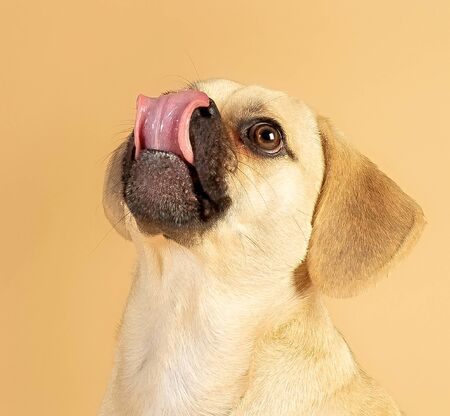 Portrait of cute little puggle being excited to eat treats while sticking his tongue outの写真素材