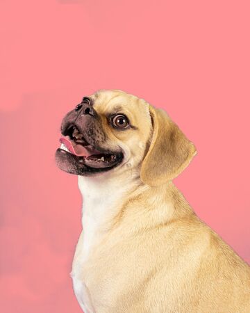 Portrait of young adorable happy puggleの写真素材