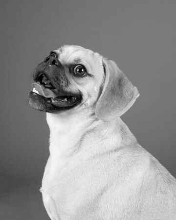 Portrait of young adorable happy puggleの写真素材