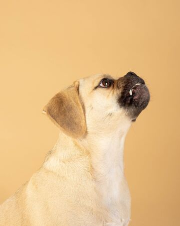 Portrait of young adorable brave puggleの写真素材