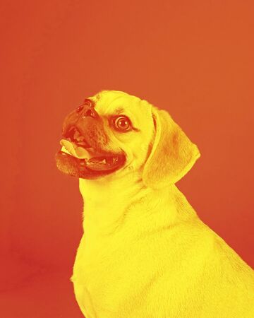 Portrait of young adorable happy puggleの写真素材