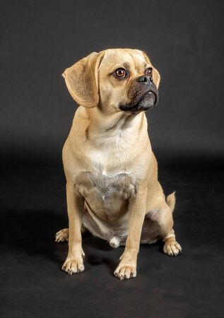 Portrait of young adorable puggle posing in studioの写真素材