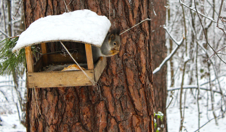 Wild Squirrel eating in Trough on Pine. Nature Winter Shot.の写真素材
