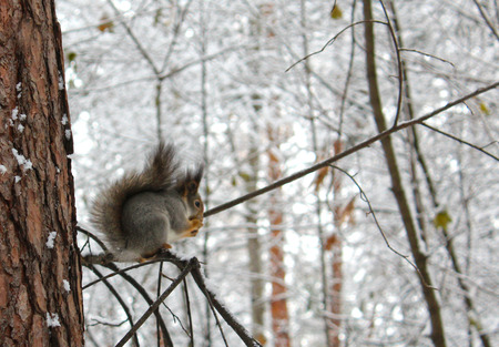 Wild squirrel eating in forest on pine. Nature Winter Shot.の写真素材