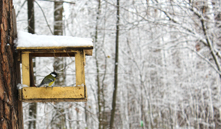 Bird Tit on Trough. Winter Nature Landscape.の写真素材