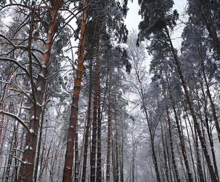 Pine forest in the winter day. Beautiful Landscape with Snow.の写真素材