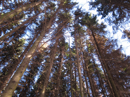 Summer Day in Pine Forest. Light Beautiful Landscapeの写真素材