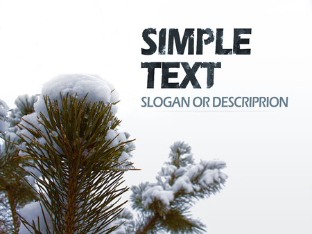 Branch of pine covered snow. Christmas symbol of Russian winter.の写真素材