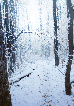Road through frozen forest with snow, Atmospheric winter Landscapeの写真素材