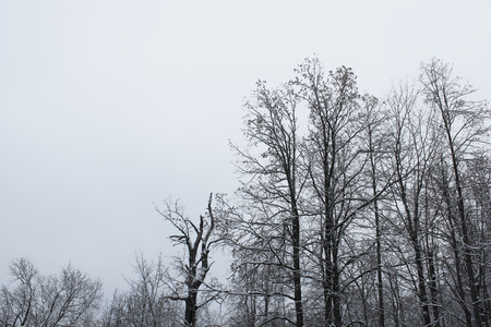 Gray winter landscape showing a winter moodの写真素材