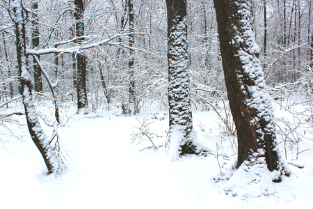 Winter forest covered snow, Beautiful Landscape of cold seasonの写真素材