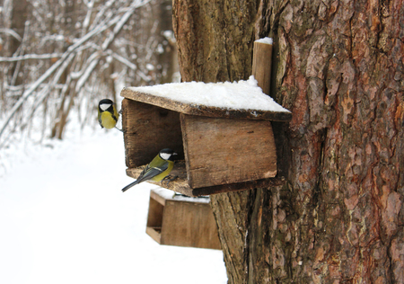 Titmouse at the wooden feeder in a winter parkの写真素材