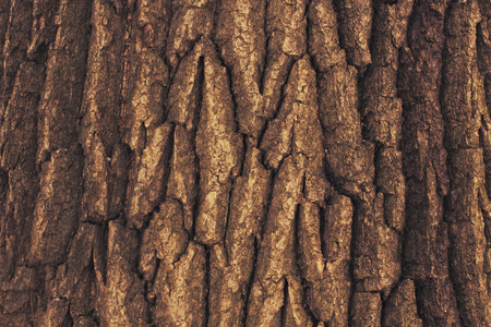Texture of an old Oak Tree Barkの写真素材