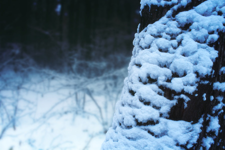 Creepy winter landscape with dusk forest and tree covered snowの写真素材