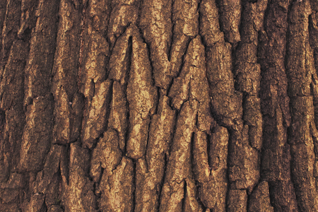 Texture of an old Oak Tree Barkの写真素材