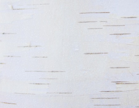 White Elm of Birch - Wooden Texture Backgroundの写真素材