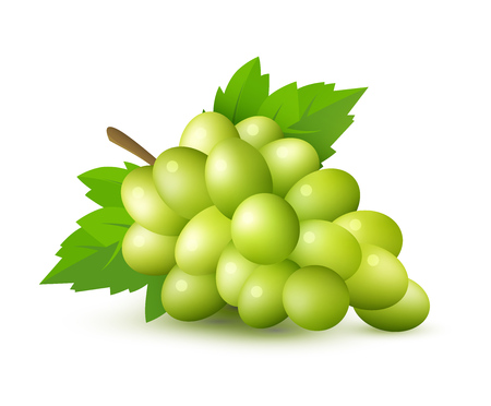 Green grape with leaves and clipping path, vector illustrationのイラスト素材