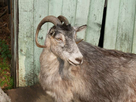 Beautiful horned goat in the rays of the sunの写真素材