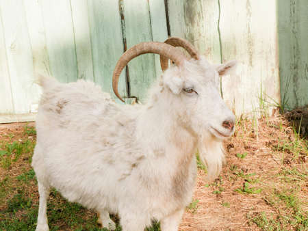 Beautiful White horned Goat with beard near the Village houseの写真素材