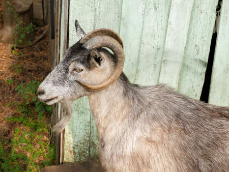 Bearded gray goat with large chic horns in profileの写真素材