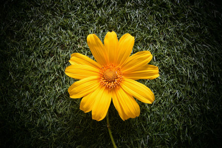 Yellow singapore daisy is on the glass.の素材