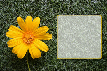 Yellow singapore daisy is on the glass and masage box.の素材