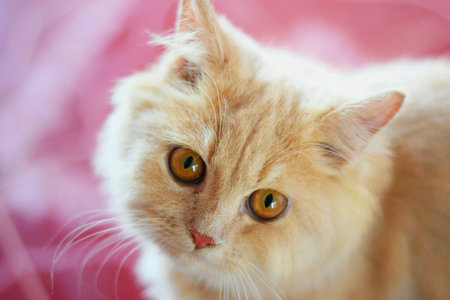 Curious catの素材