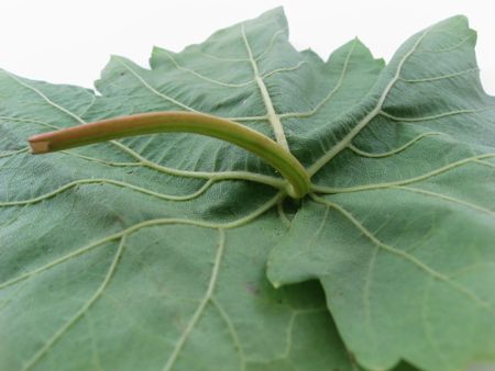 Small leaf of a plant
