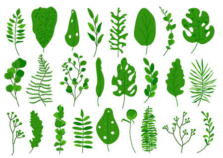 Exotic green tropical leaf set. Hand drawn different abstract jungle floral botanic element leaves palm, monstera for decorative composition or invitation card Isolated on white vector illustrationのイラスト素材