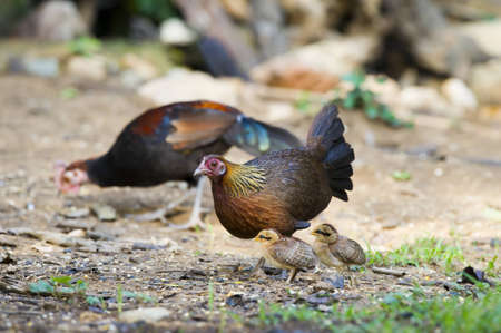 Thai chicken (Red Junglefowl)  の写真素材