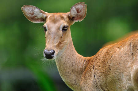 Deer (brow-antlered) の写真素材