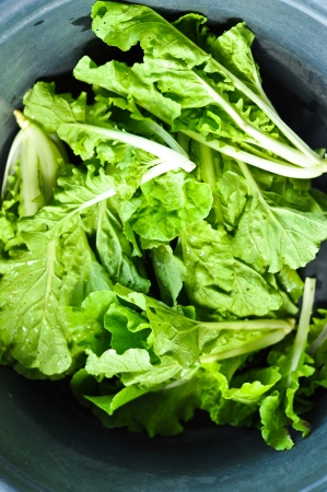 Fresh Green Lettuceの写真素材