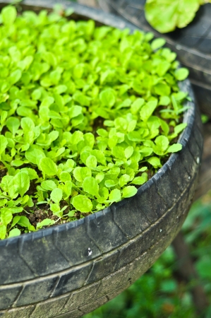 Small Lettuce Plants in Tiresの写真素材