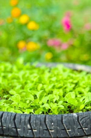 Small Lettuce Plants in Tiresの写真素材