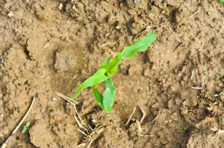 Young Corn Seedlingの写真素材