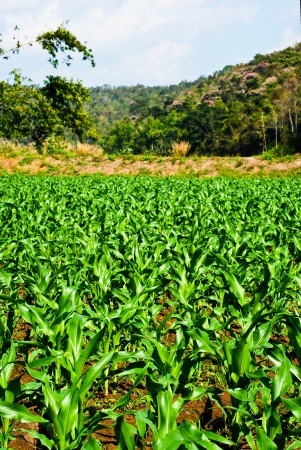 Corn Field, Thailandの写真素材
