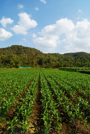 Corn Field, Thailandの写真素材