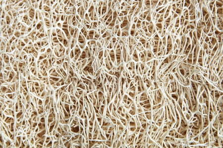 Lufah is use for body scrub.の写真素材