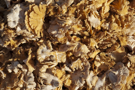 Schizophyllum commune mushroom, Common Split Gillの写真素材