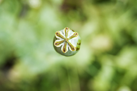 Opium poppy in the fieldの写真素材