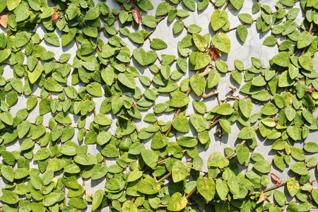background of Coatbuttons or Mexican daisy on the wall.