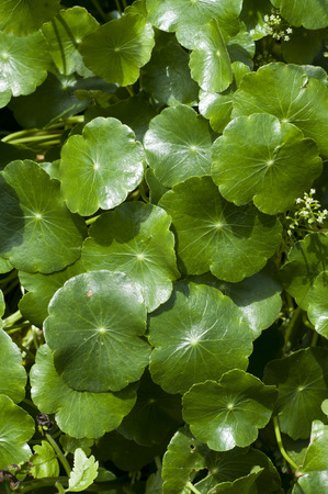 Centella asiatica is a herb plant.の写真素材