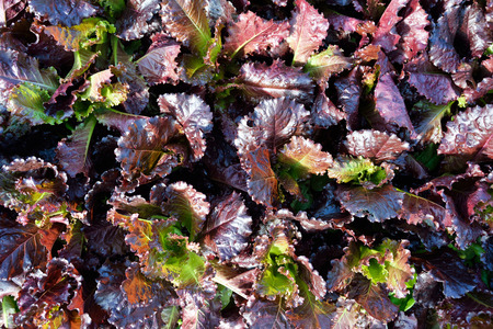 Red oak leaf lettuce,Fresh garden salad.の写真素材