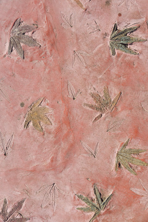 Maple leaves print on red color concrete background.