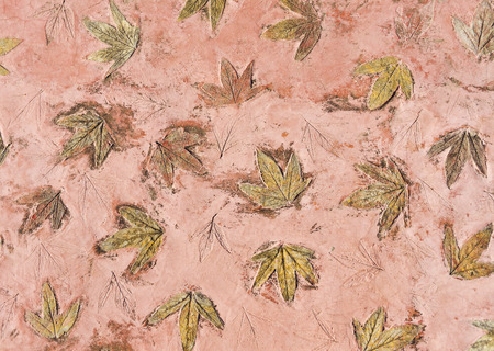 Maple leaves print on red color concrete background.の写真素材