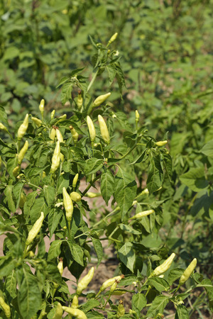 Chili pepper on the plant.の写真素材