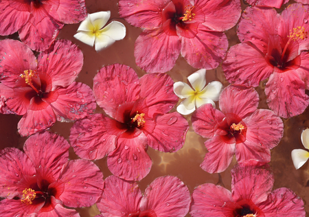 Hibiscus Flowers Floating on water.の写真素材