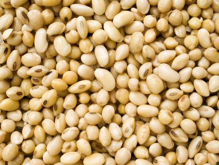 Close up, Soy beans after soak.の写真素材